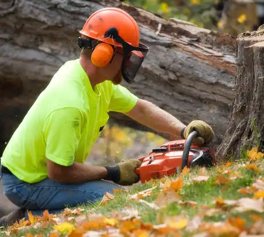 tree services Glen Raven